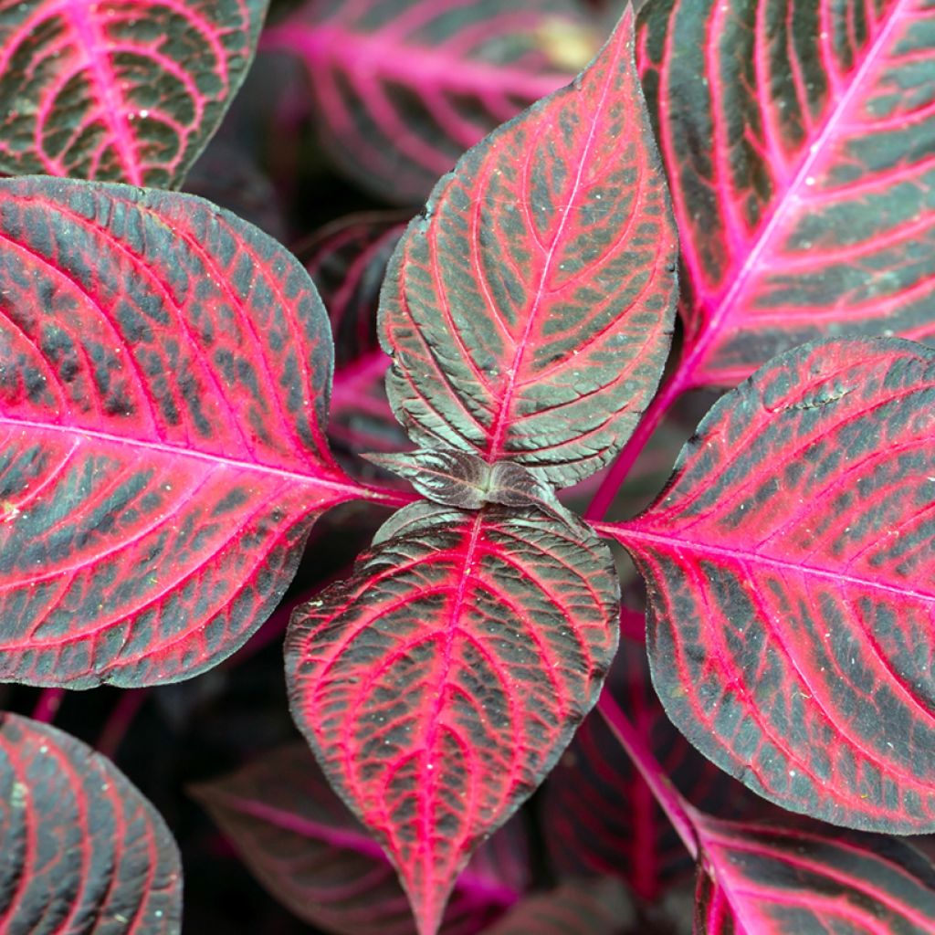 Iresine herbstii Bloodleaf - Herbst's bloodleaf