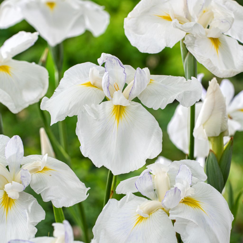 Iris ensata Dinner Plate Cupcake - Japanese Water Iris