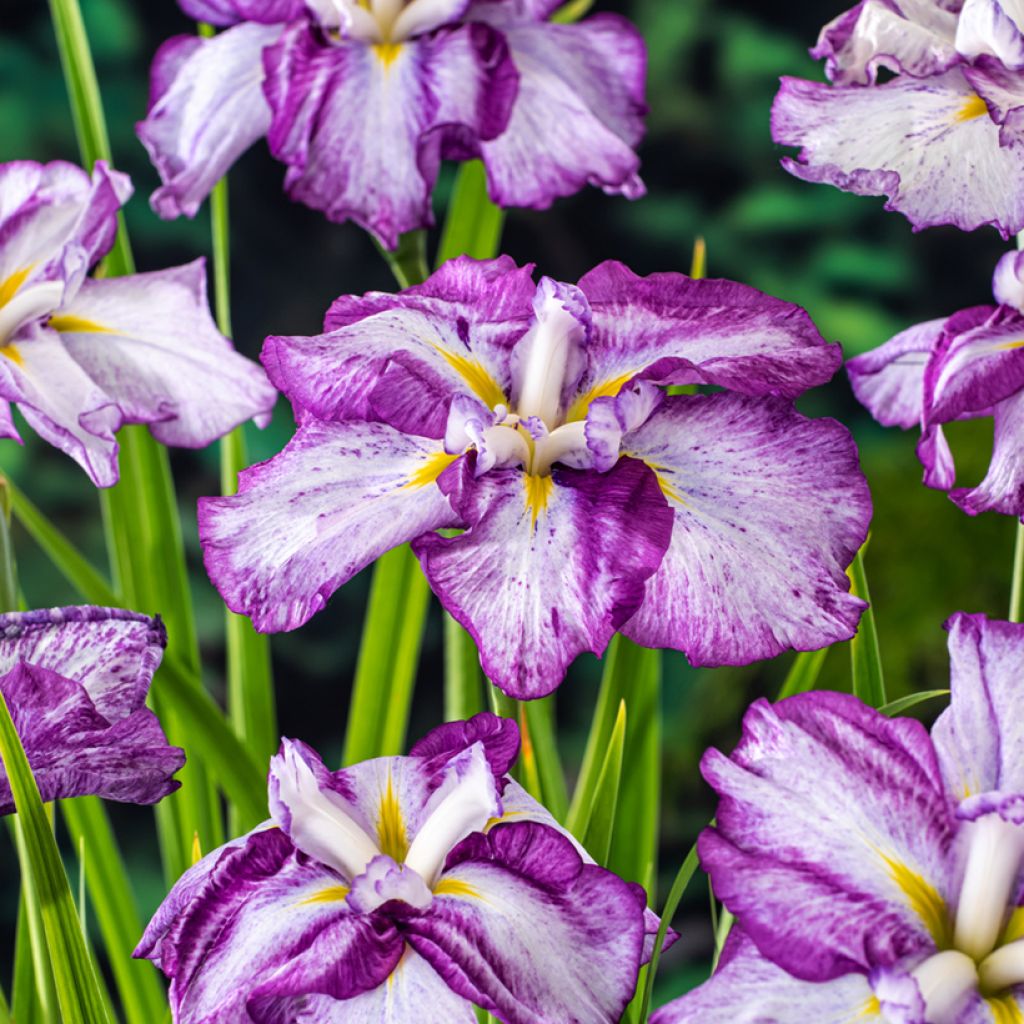 Iris ensata Cheese Cake - Japanese Water Iris