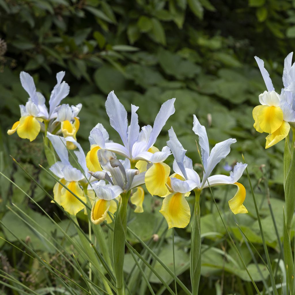 Iris de Hollande Apollo