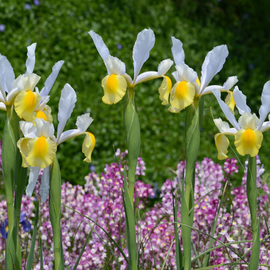 Iris de Hollande Apollo