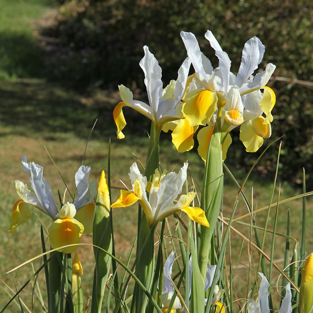 Iris de Hollande Apollo