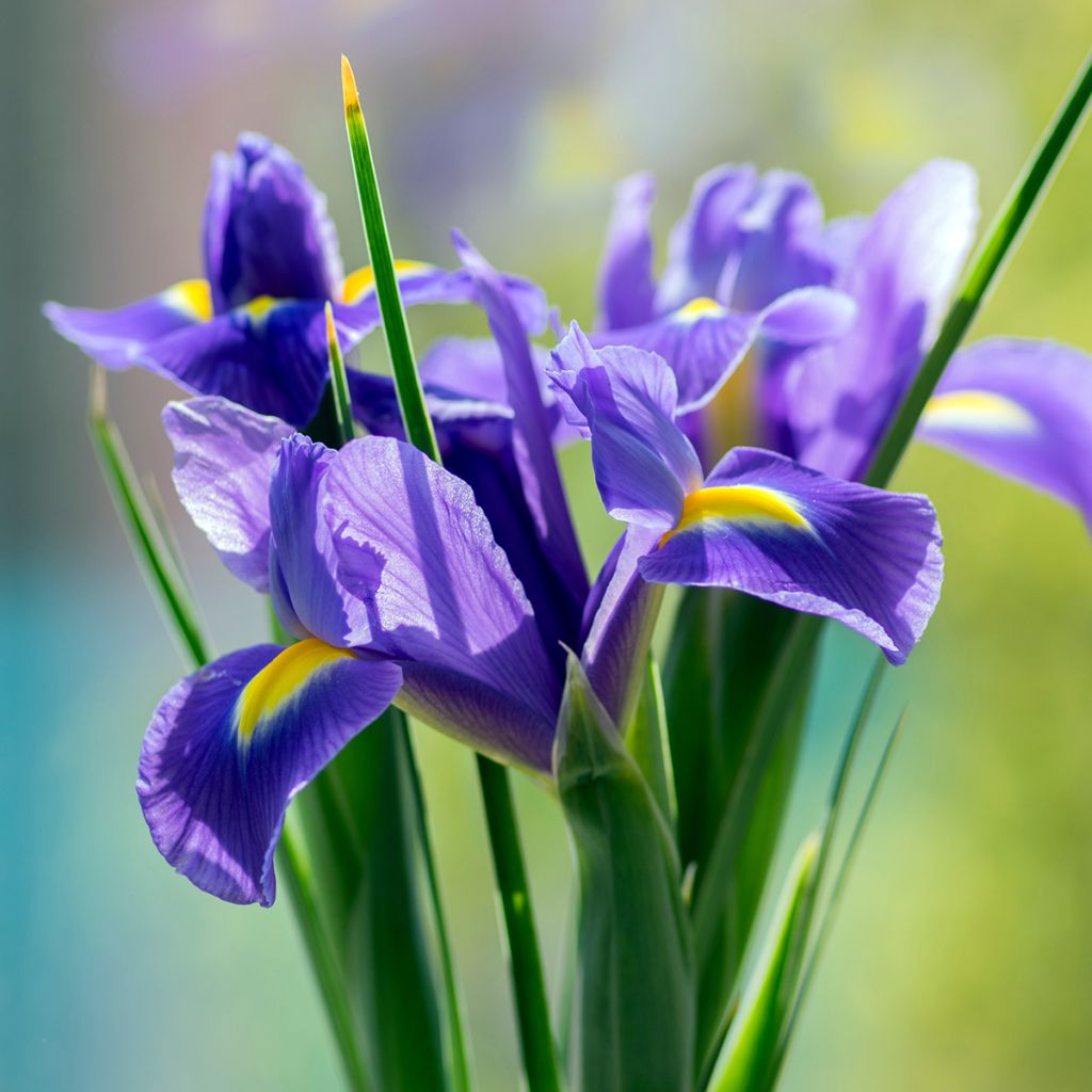 Iris x hollandica Sapphire Beauty