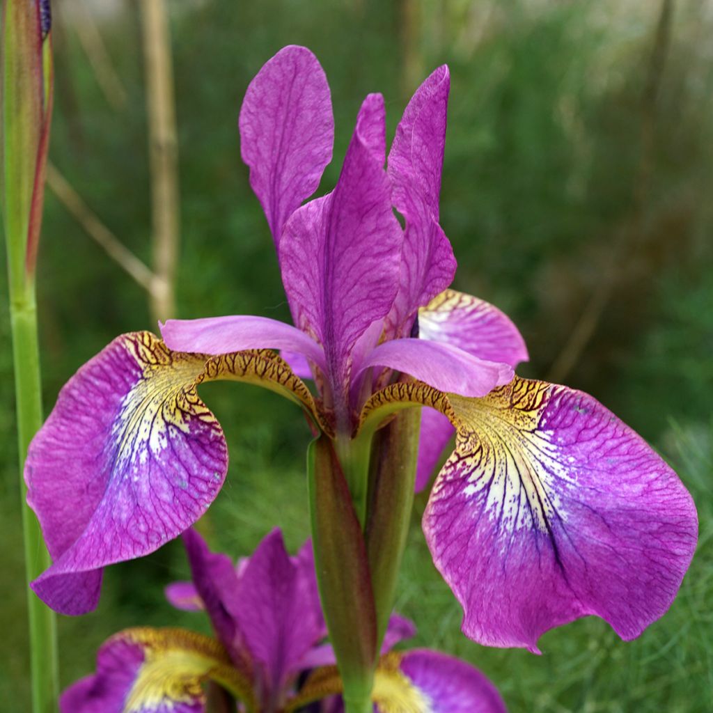 Iris sibirica Sparkling Rose