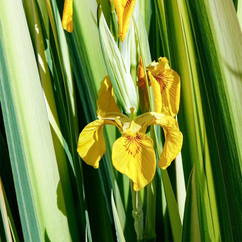 Iris pseudacorus Variegata - Yellow Flag