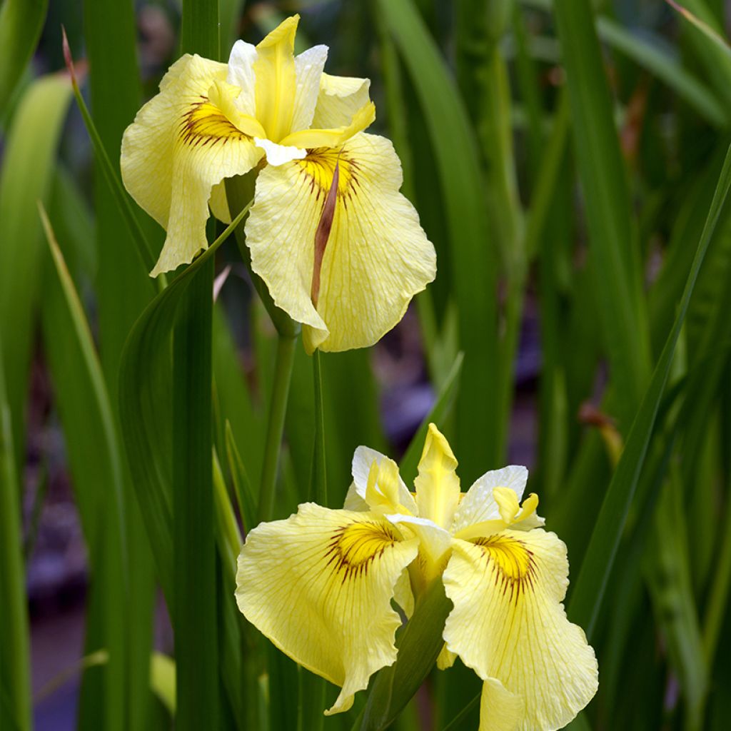 Iris ensata Aichi-no-Kagayaki - Japanese Water Iris