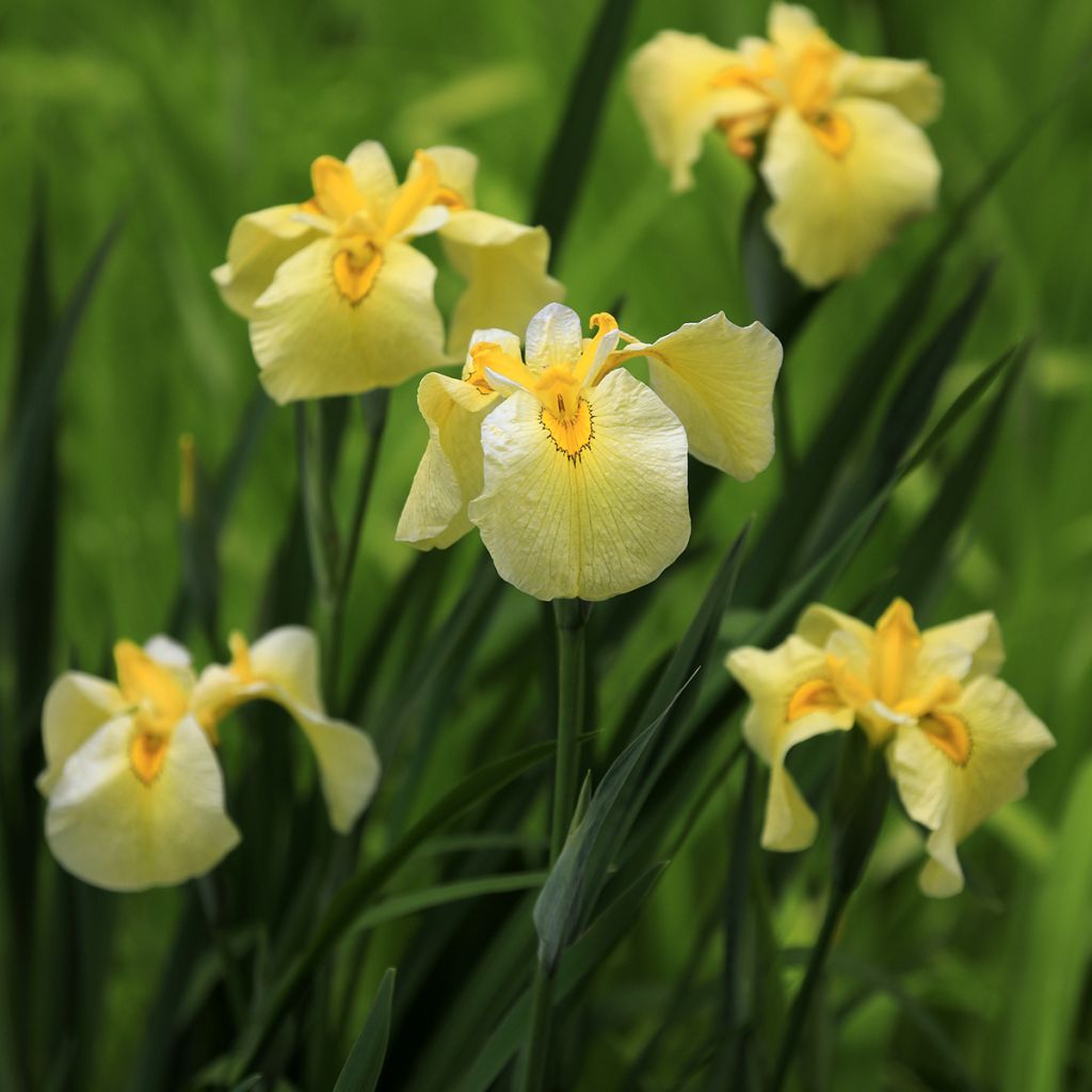 Iris ensata Aichi-no-Kagayaki - Japanese Water Iris