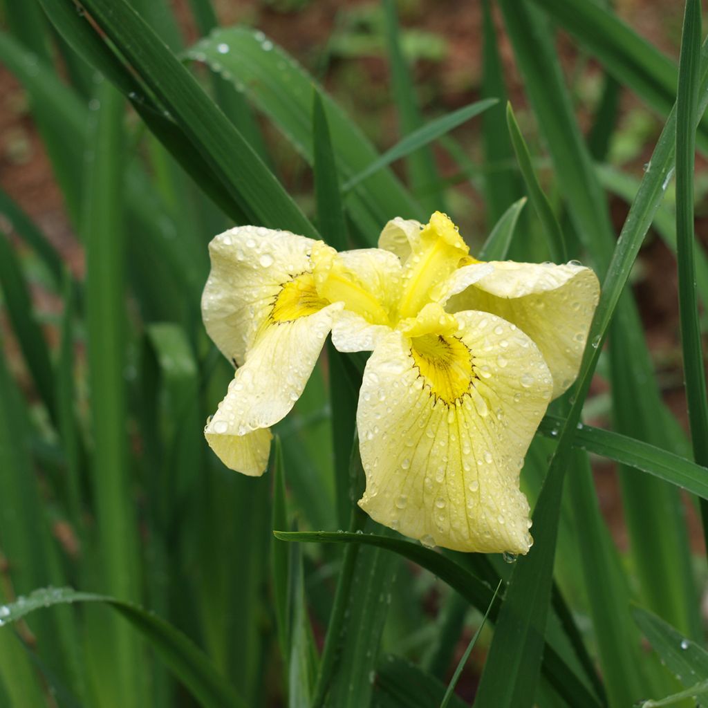 Iris ensata Aichi-no-Kagayaki - Japanese Water Iris