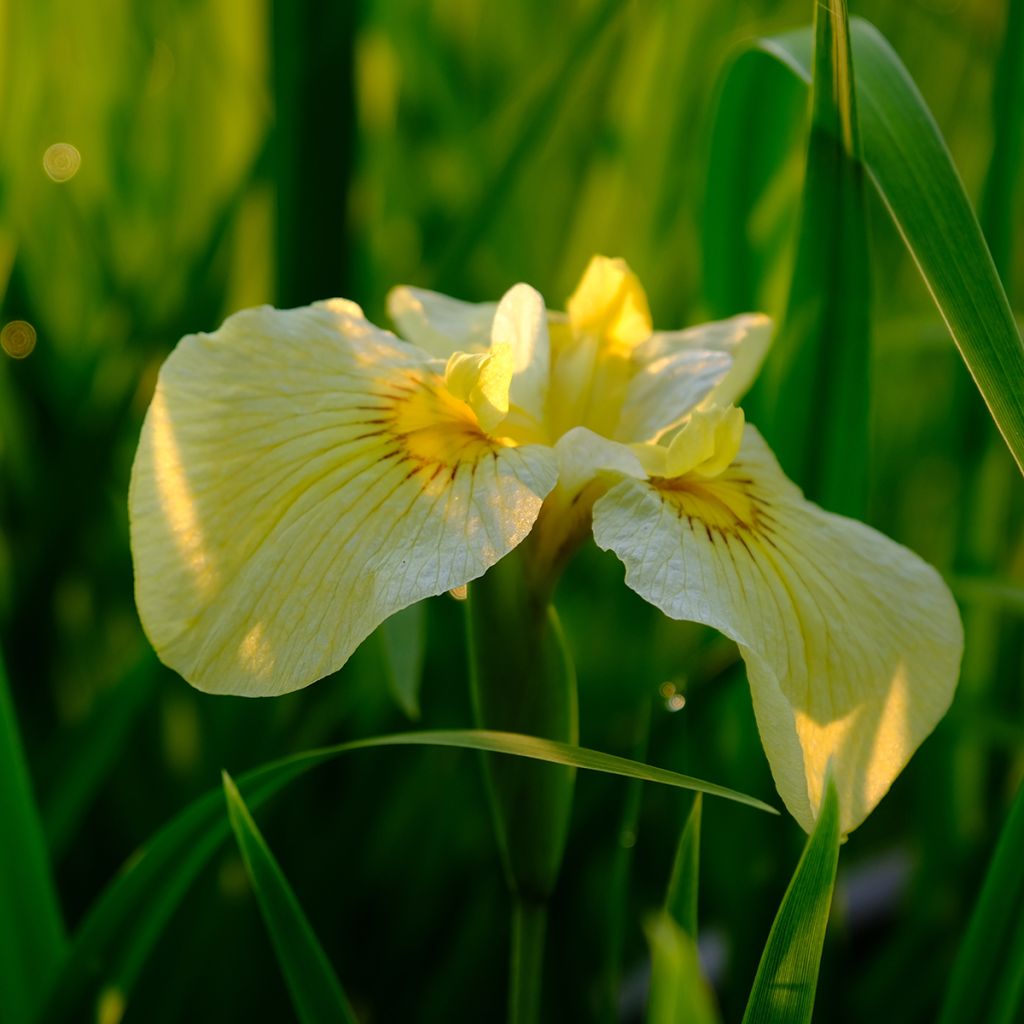 Iris ensata Aichi-no-Kagayaki - Japanese Water Iris