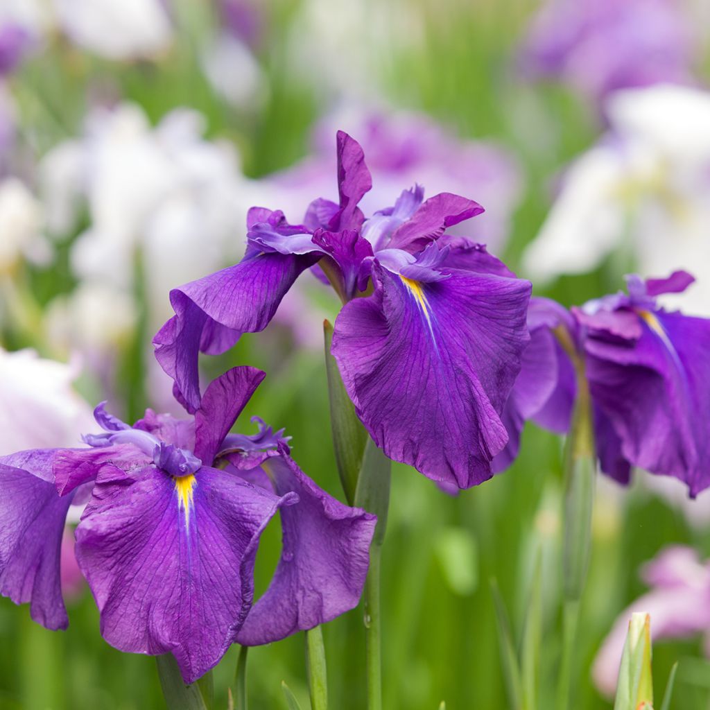 Iris ensata Sea of Amethyst - Japanese Water Iris