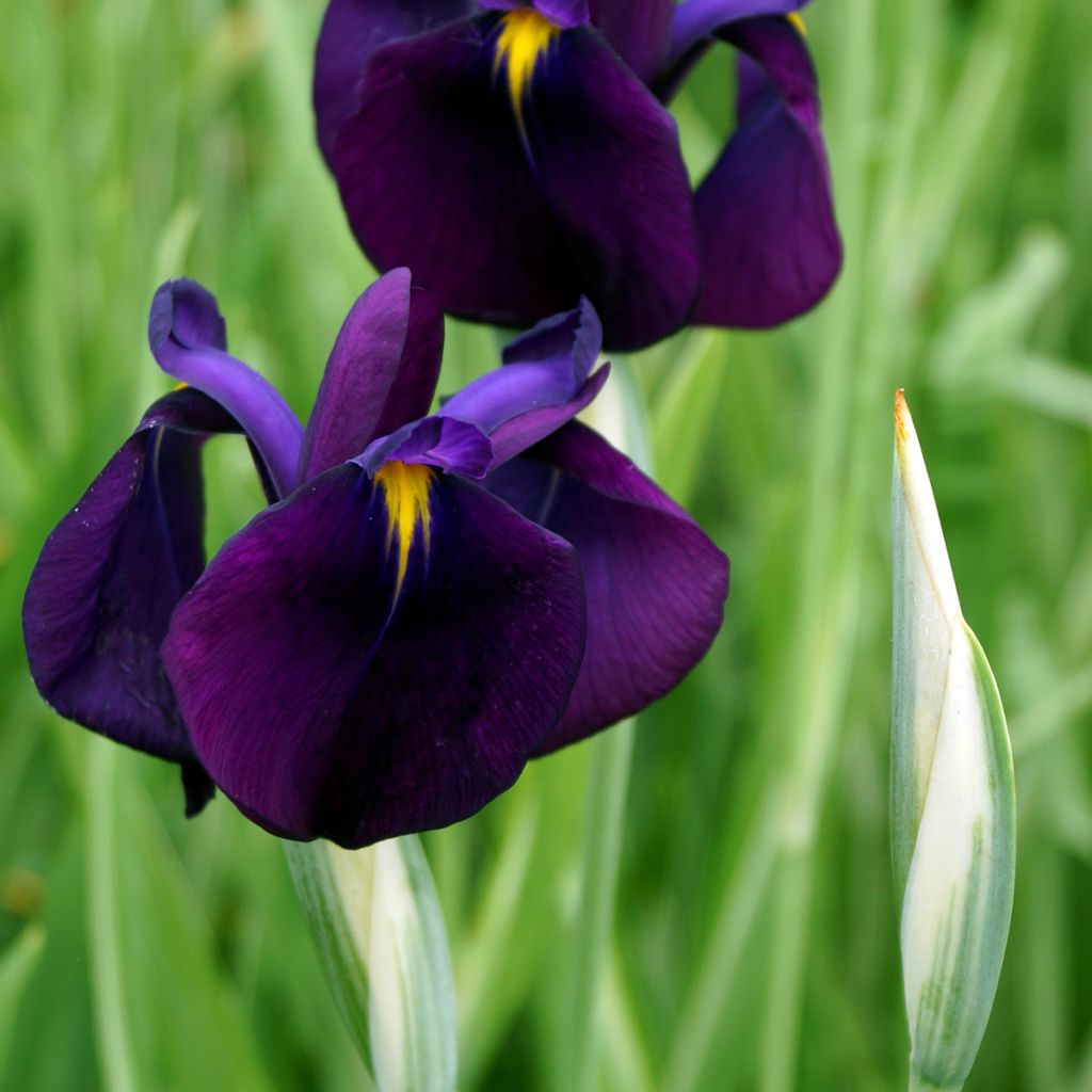 Iris ensata Variegata - Japanese Water Iris