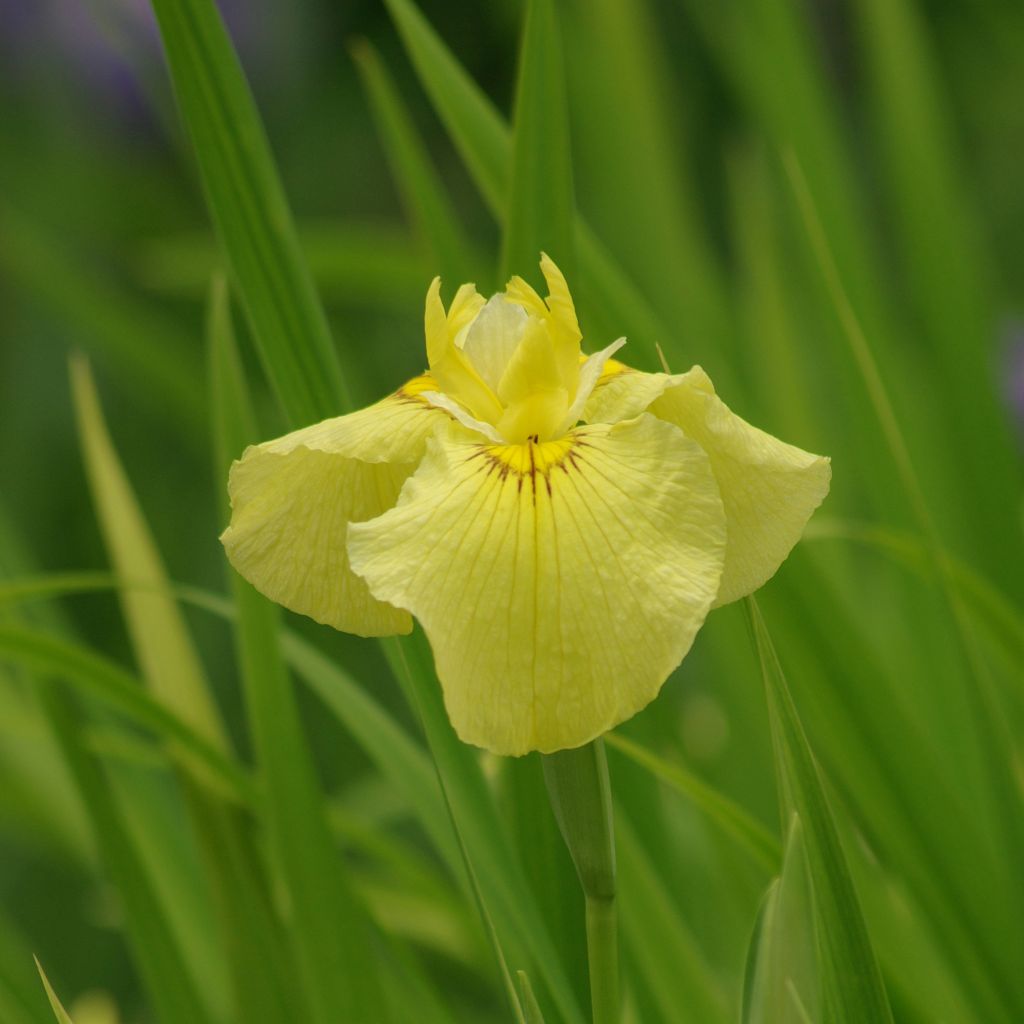 Iris ensata Aichi-no-Kagayaki - Japanese Water Iris