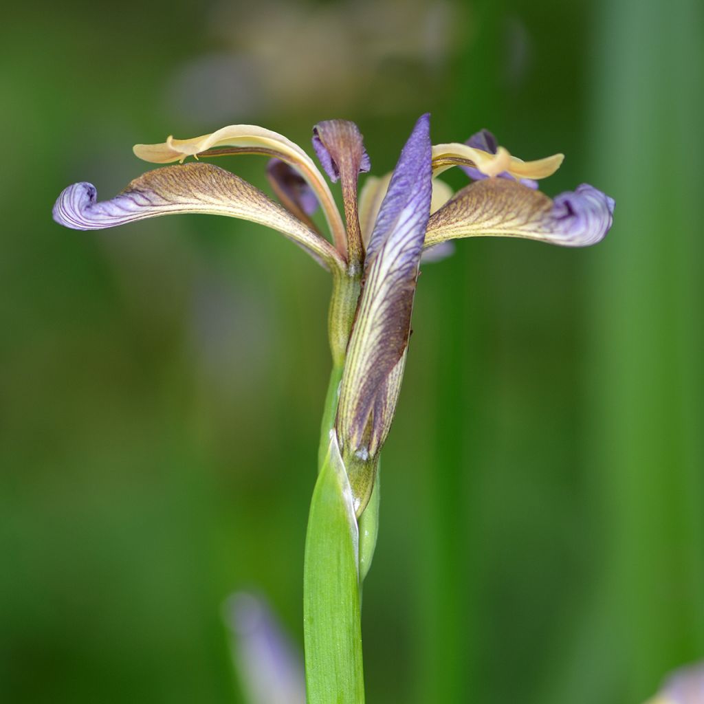 Iris foetidissima - Stinking Iris