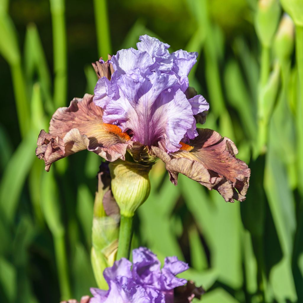 Iris germanica Adoranova - Bearded Iris