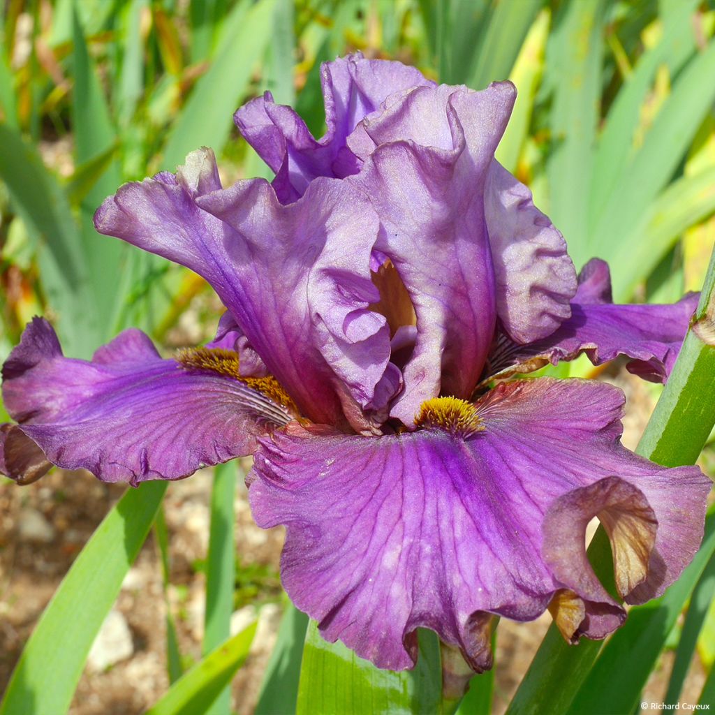 Iris germanica Belle Surprise - Grand Iris des Jardins