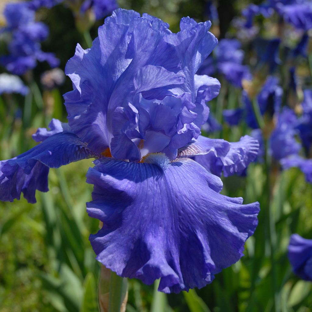 Iris germanica Blenheim Royal - Bearded Iris