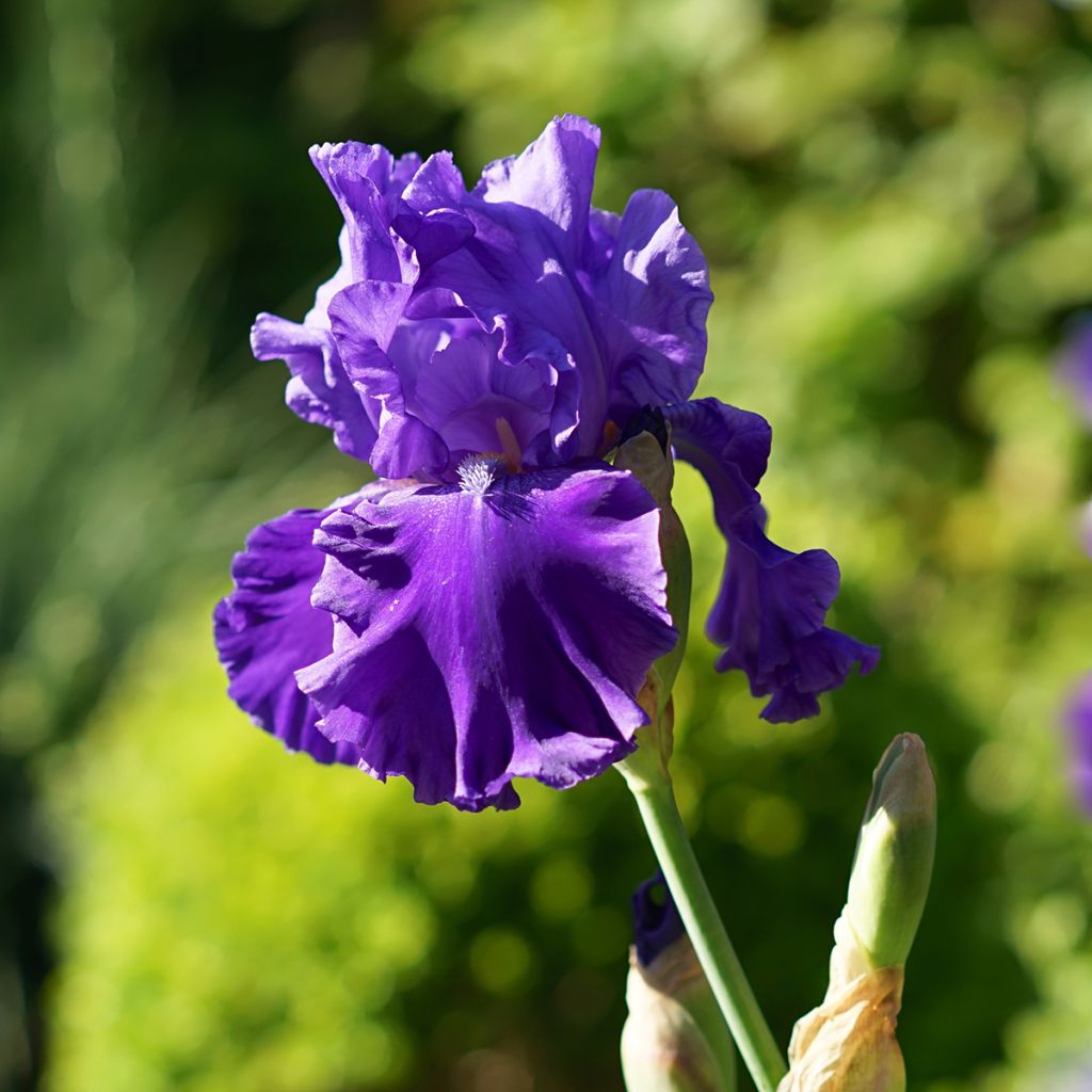 Iris germanica Blenheim Royal - Bearded Iris