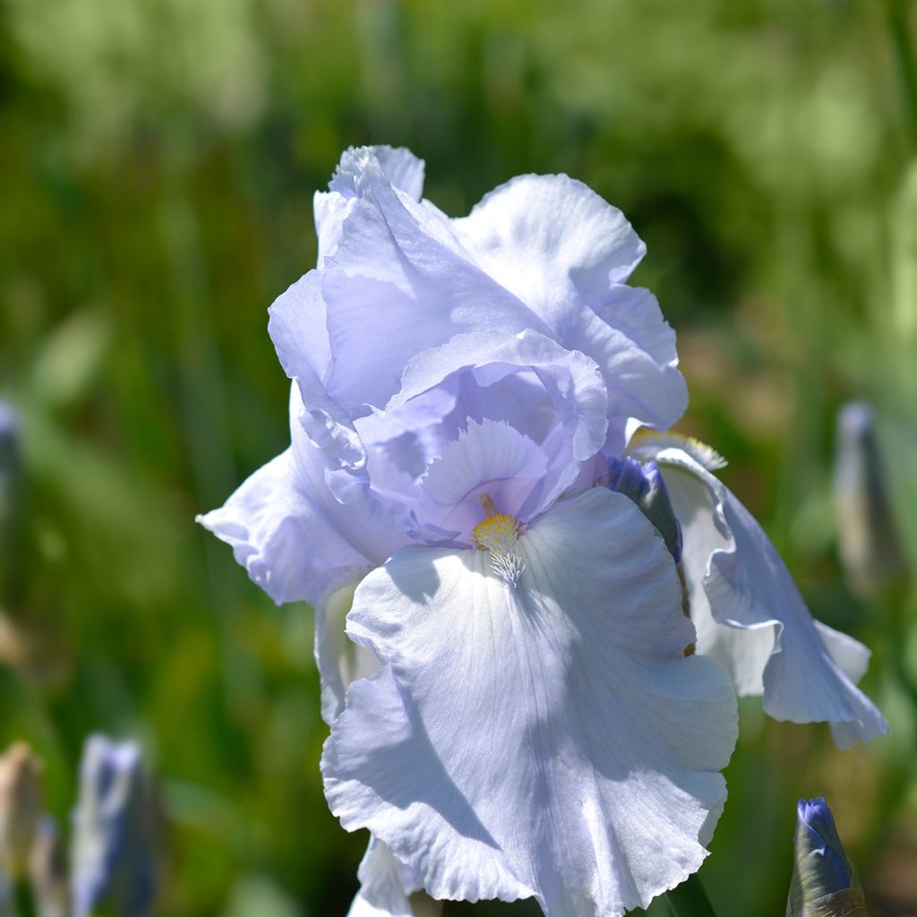 Iris germanica Blue Sapphire - Bearded Iris