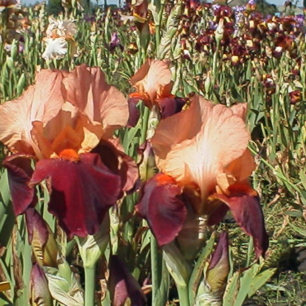 Iris (G) 'Cimmaron Strip'