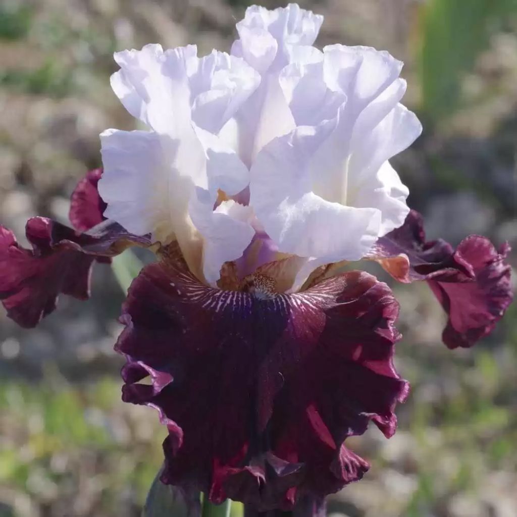 Iris Ciutadella - Bearded iris