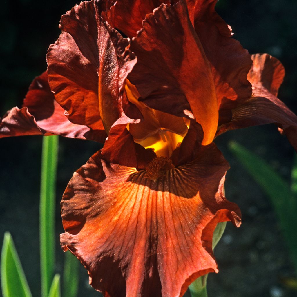Iris germanica Dutch Chocolate - Bearded Iris