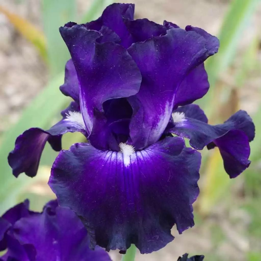 Iris Full Impact - Bearded iris