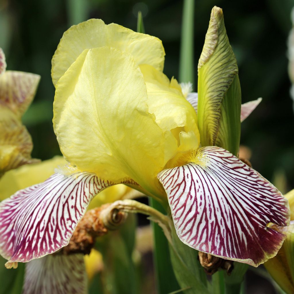 Iris germanica Gracchus