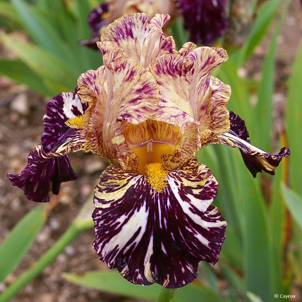Iris germanica Grape Snakez