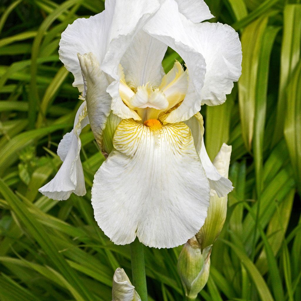 Iris germanica Immortality - Bearded Iris