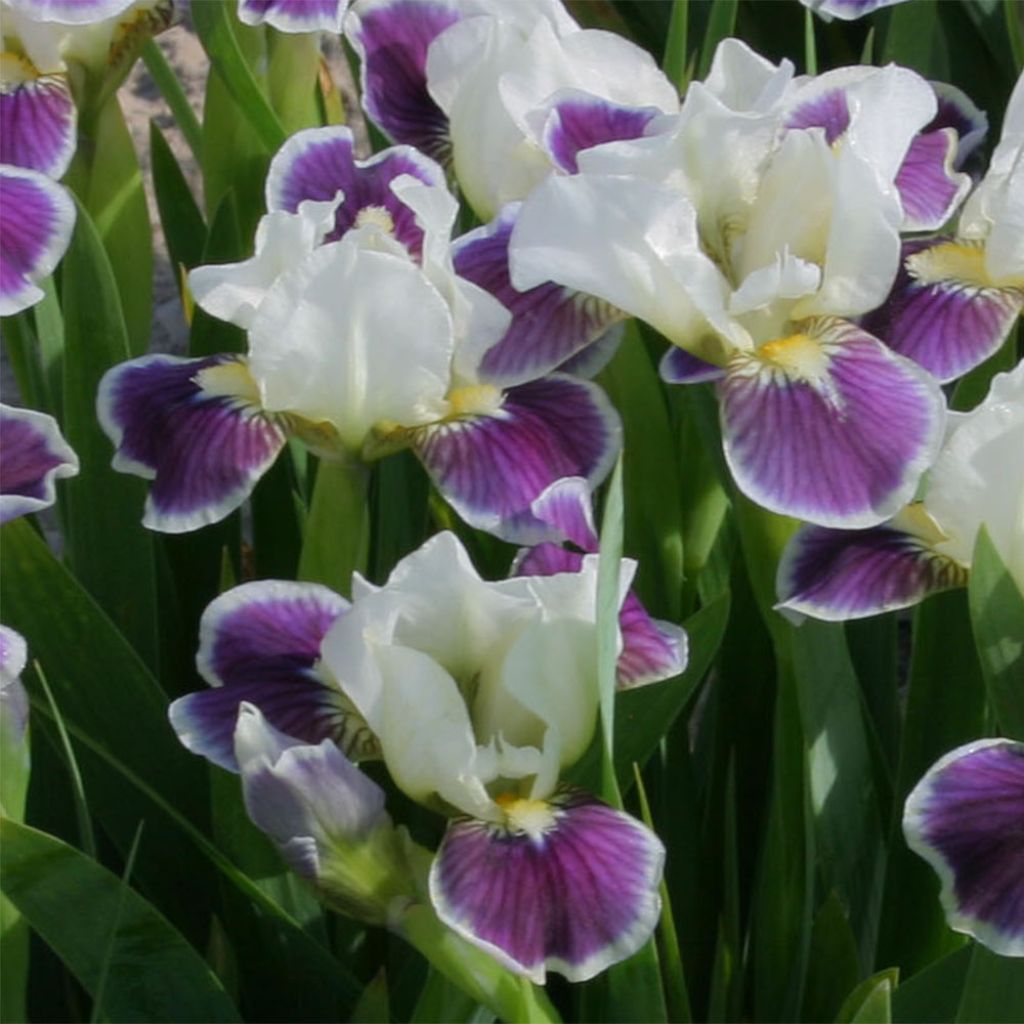 Iris germanica Making Eyes - Iris des Jardins Lilliput
