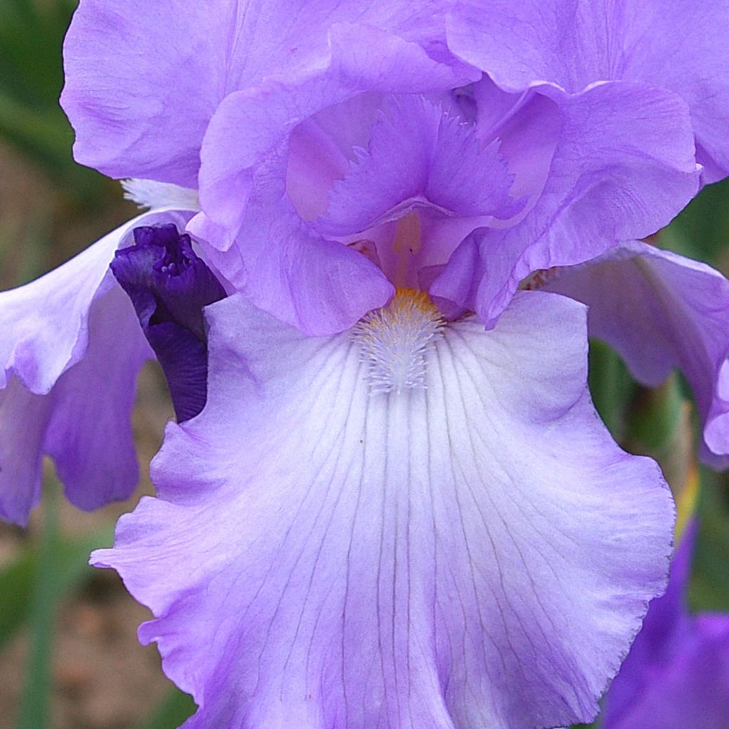 Iris germanica Mary Frances - Iris des Jardins