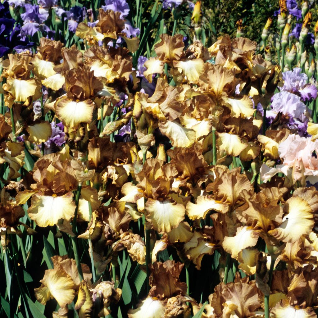 Iris Patina - Tall Bearded Iris