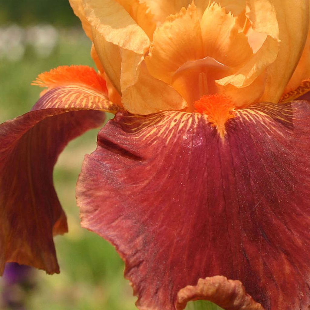 Iris germanica Torero - Iris des Jardins