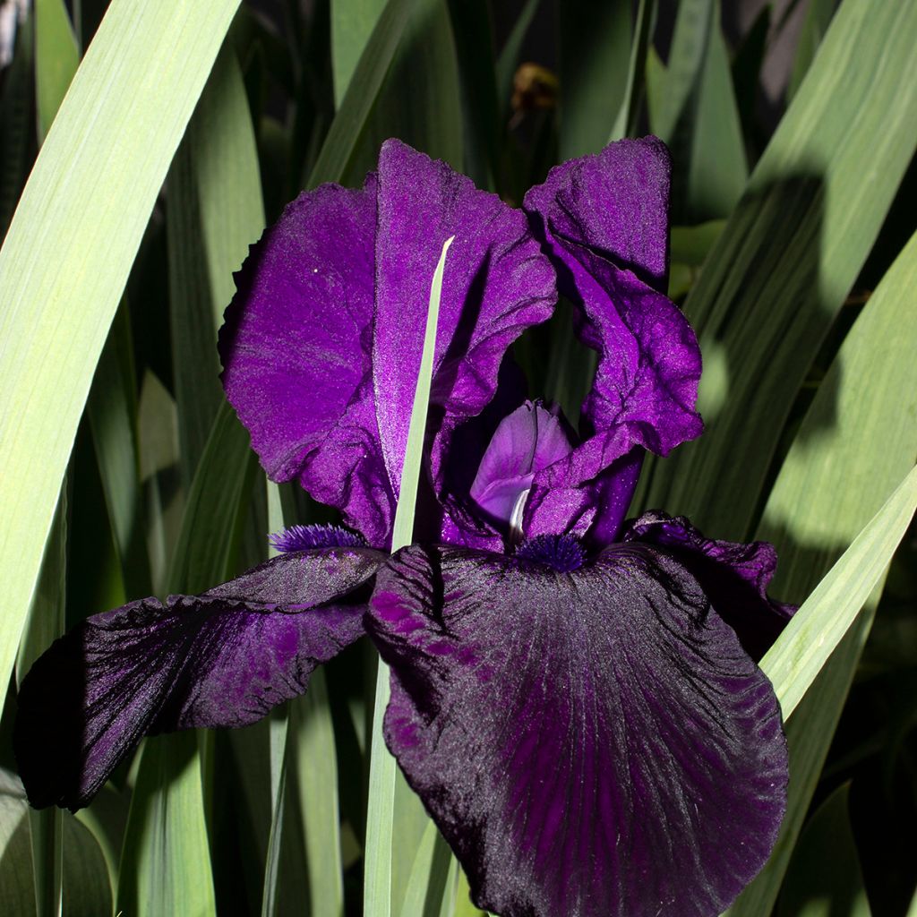 Iris Tuxedo - Bearded Iris