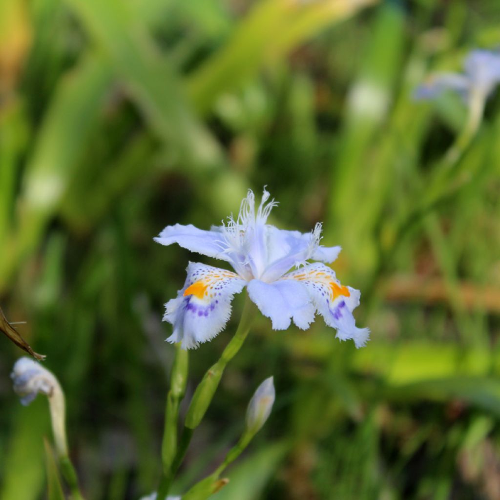 Iris japonica