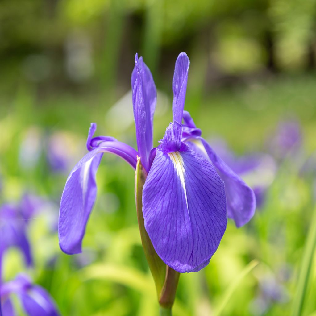 Iris laevigata - Water Iris