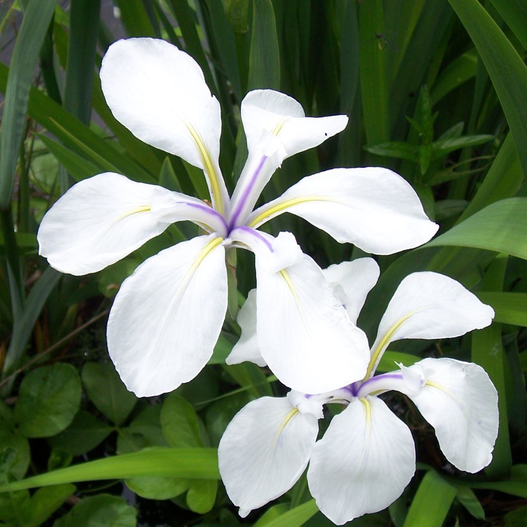 Iris laevigata Snowdrift