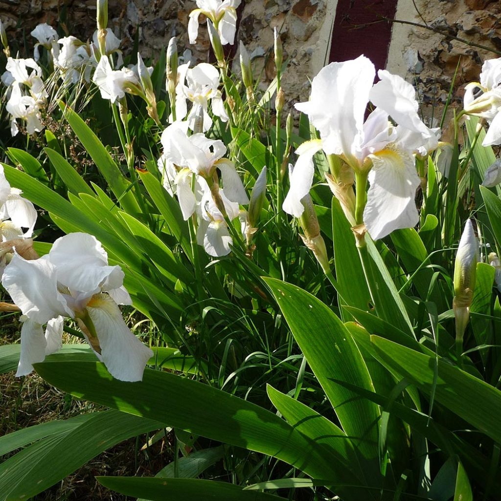 Iris pumila Bright White - Iris des Jardins nain