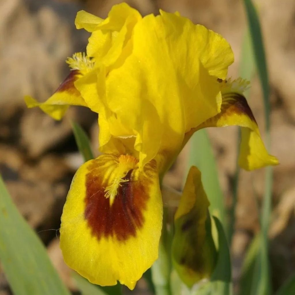 Iris Curio - Dwarf iris