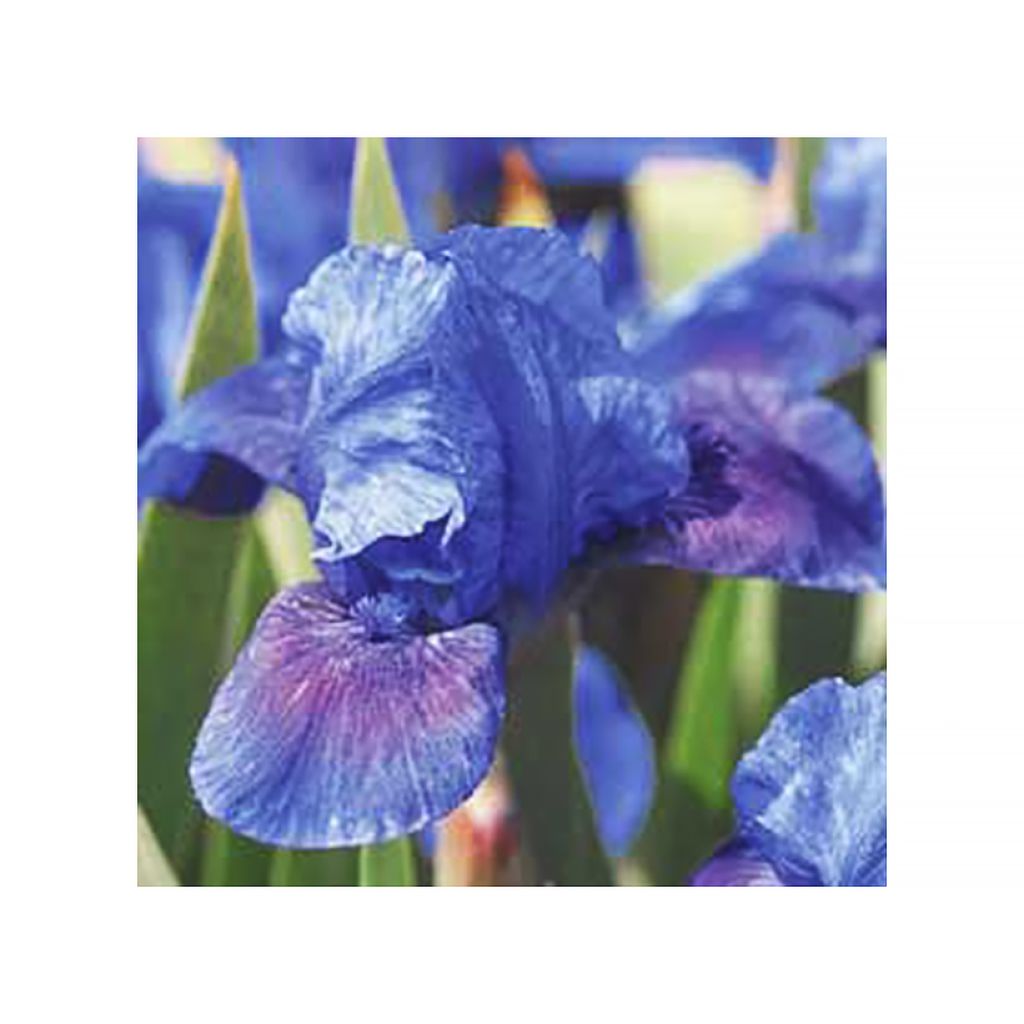 Iris pumila Smell the Roses - Dwarf bearded Iris