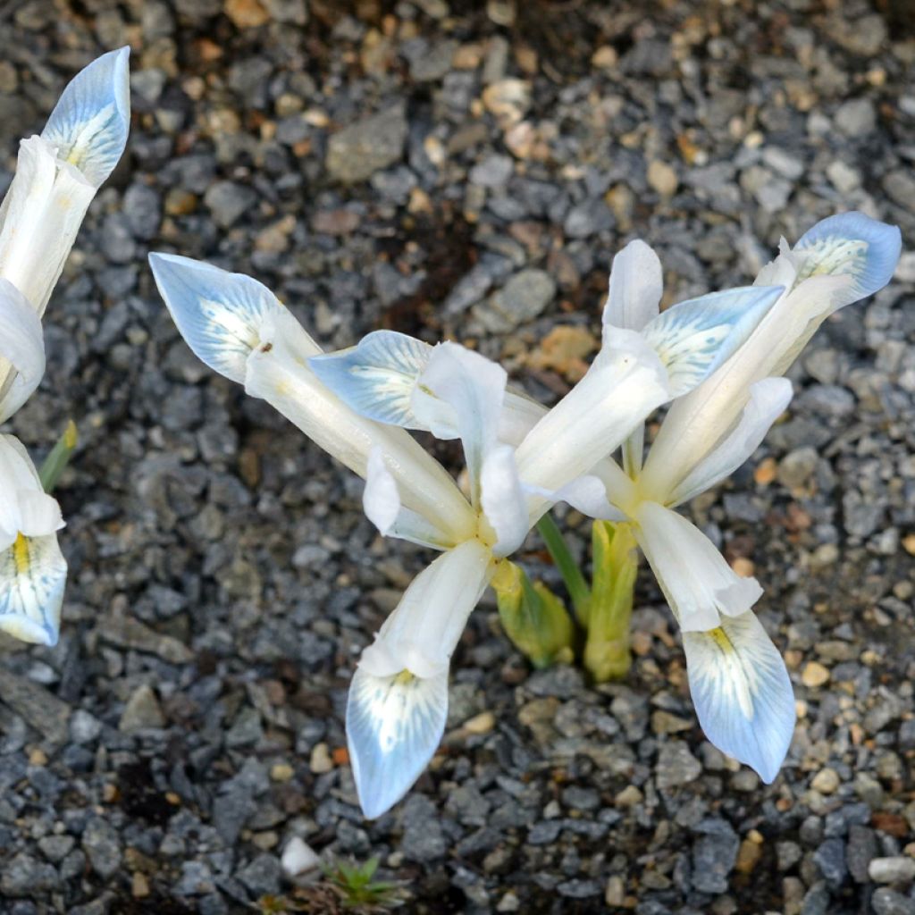 Iris reticulata Frozen Planet