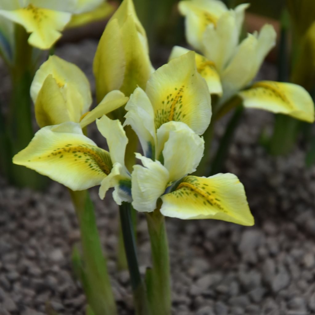 Iris reticulata North Star