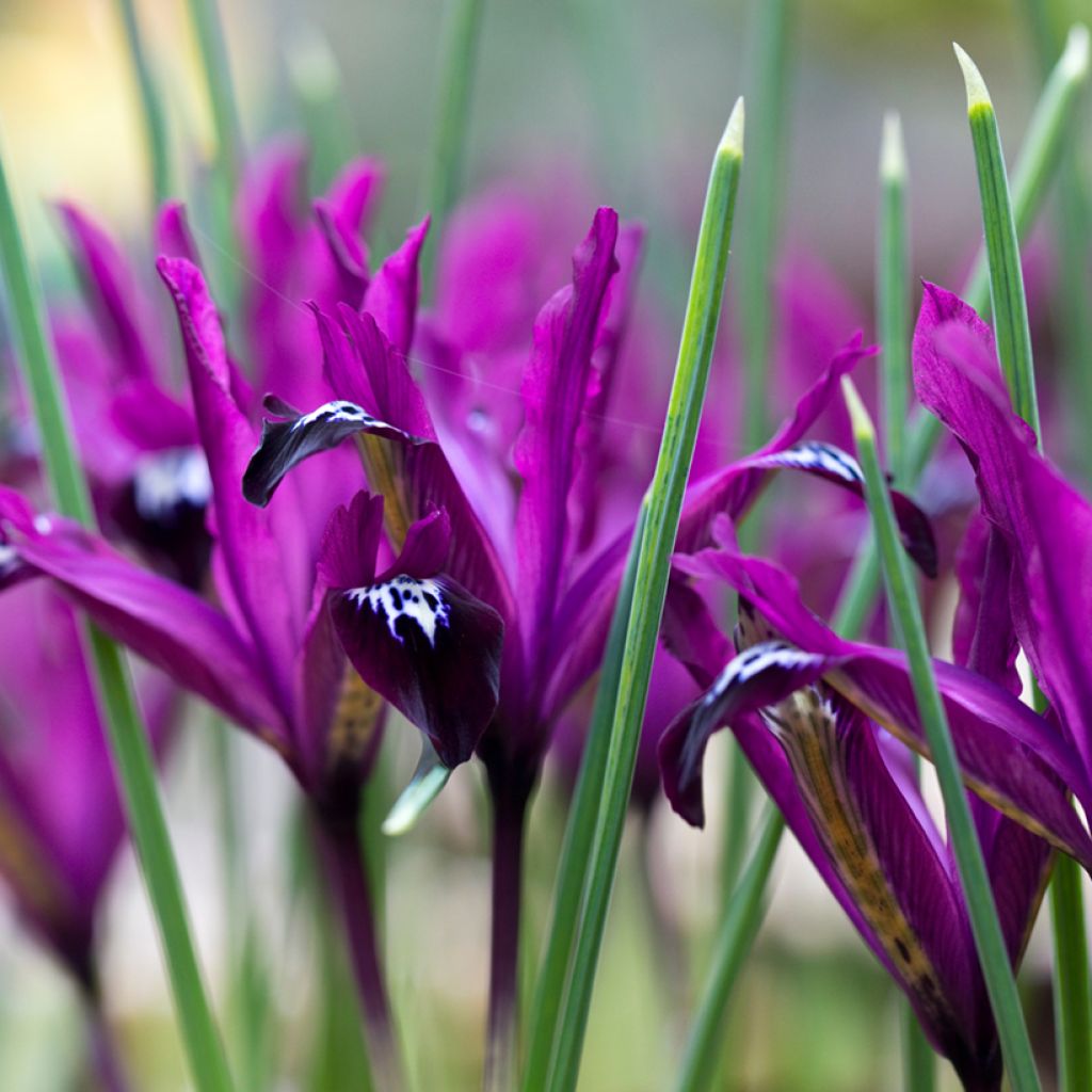 Iris reticulata Pauline