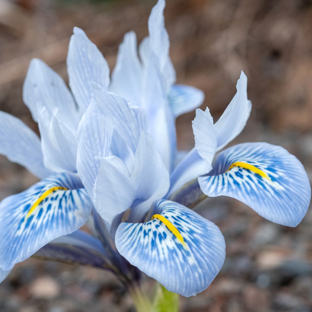 Iris reticulata Sheila Ann Germaney