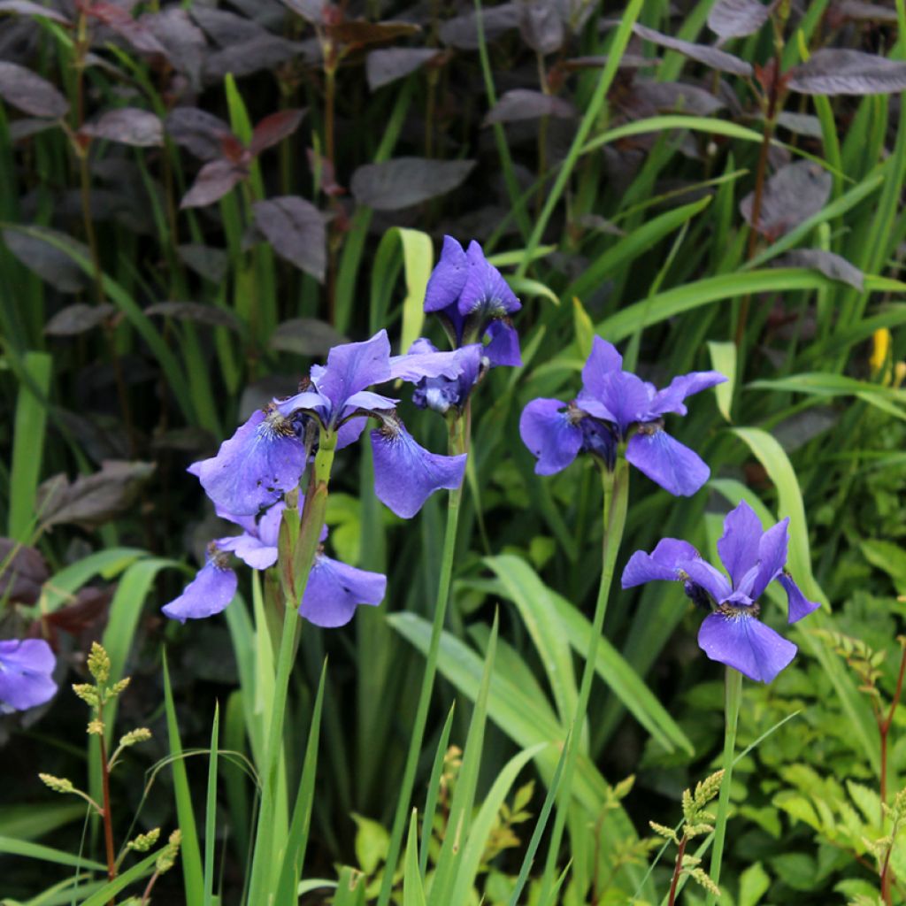 Iris sibirica Persimmon - Siberian Iris