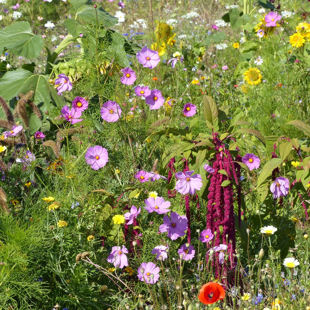 Mix of Flowers for Birds