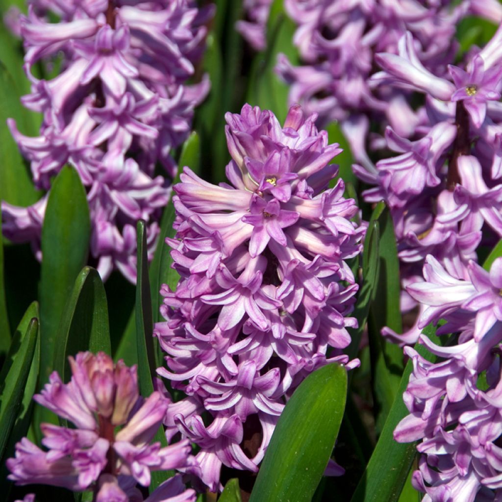 Hyacinthus orientalis Anna Liza