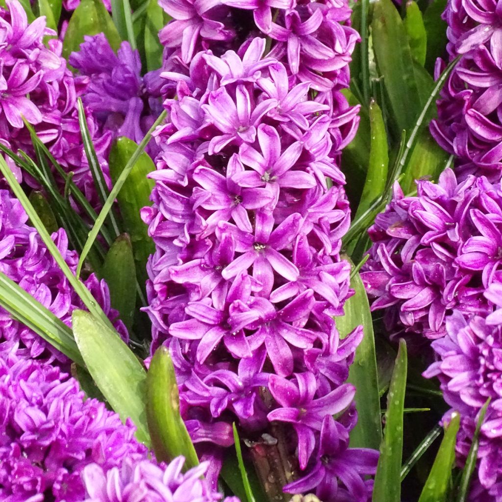 Hyacinthus Miss Saigon - Garden Hyacinth