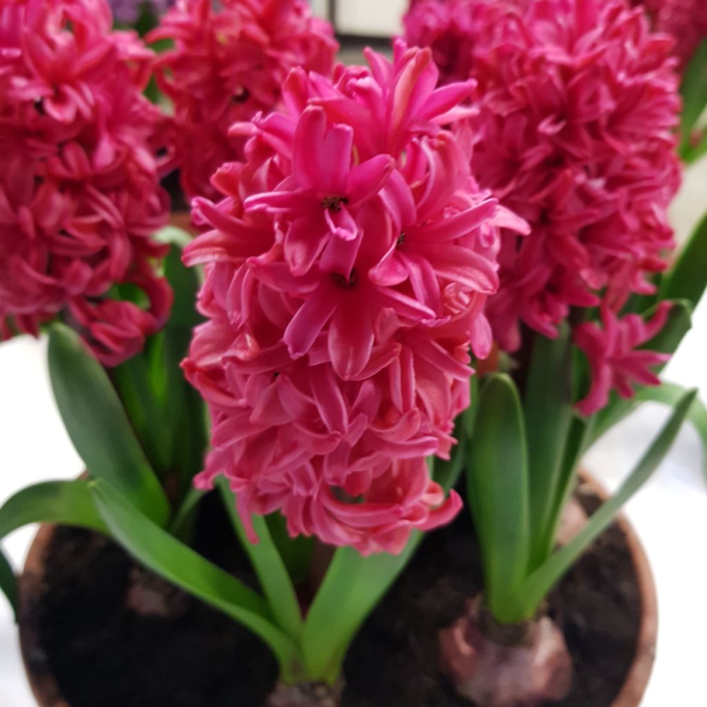 Hyacinthus orientalis Red Glory