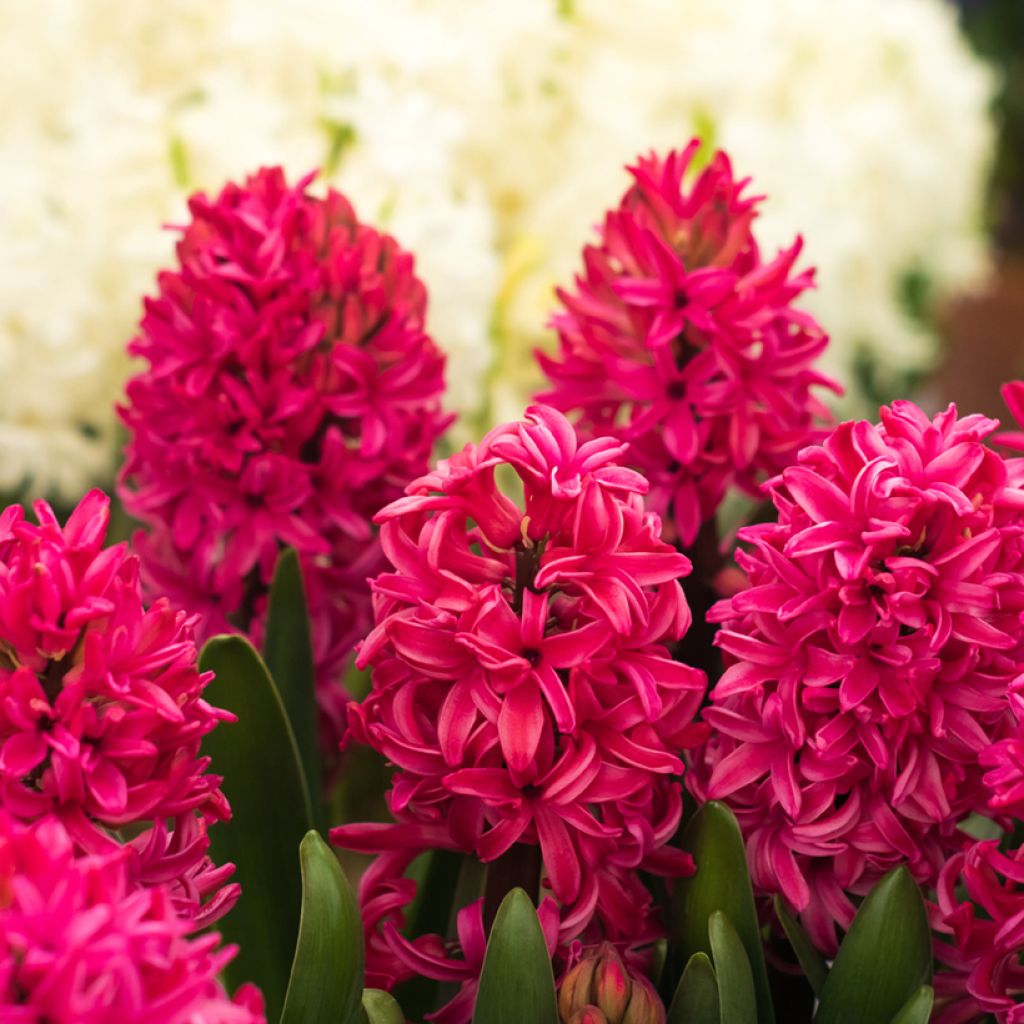 Hyacinthus orientalis Red Glory